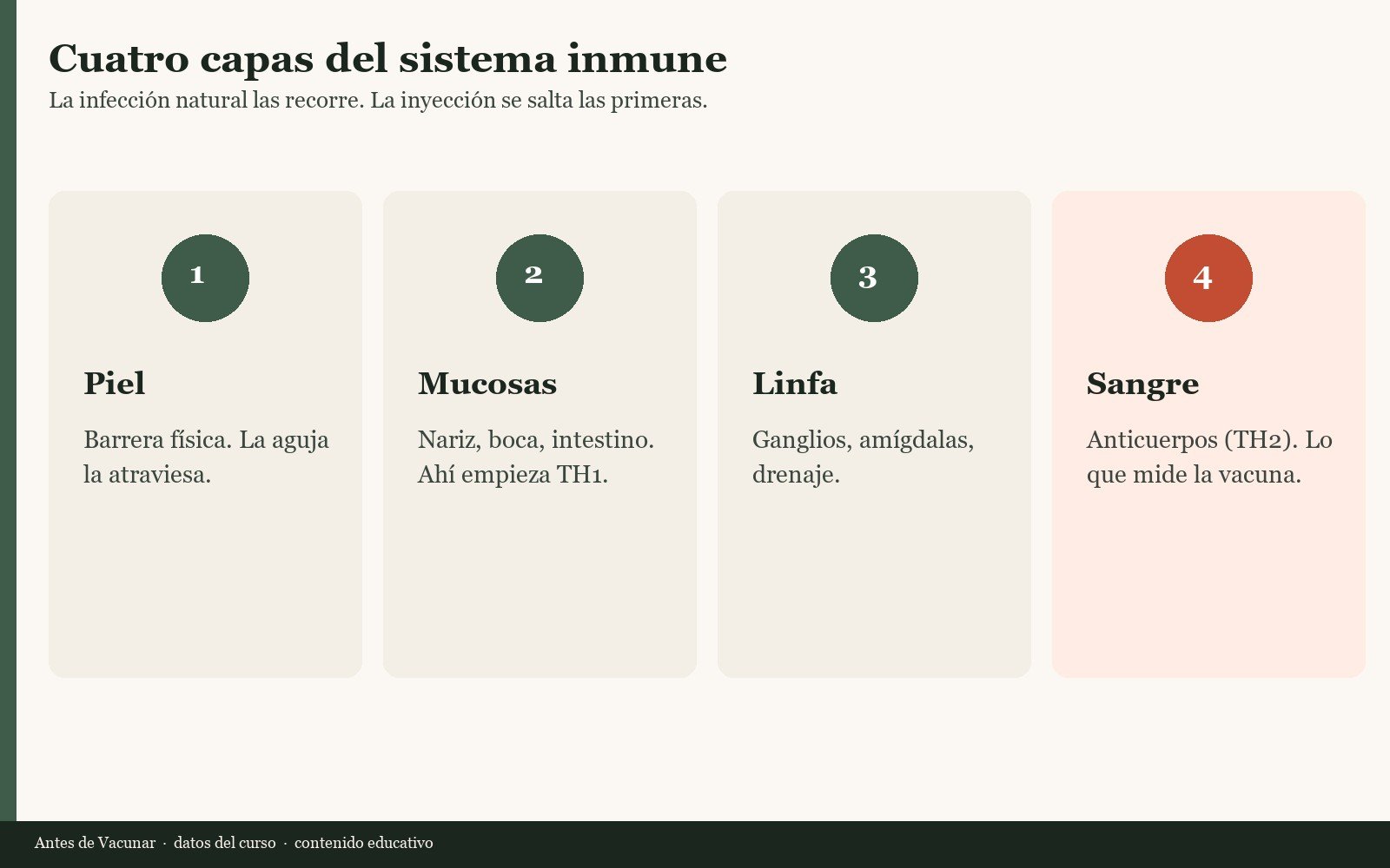 Cuatro capas del sistema inmune
